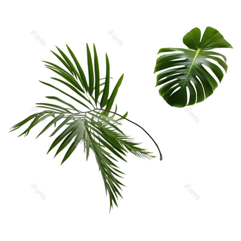 叶子图片,形状元素,清新PNG,摄影免抠素材